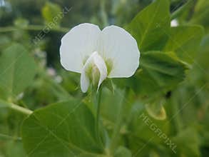 Garden pea bloom