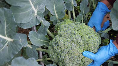A female gardener is harvesting broccoli cabbage.