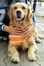 Assistant dog for blind people