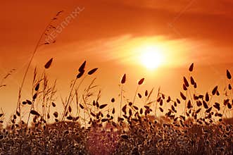 Sunrise in swamp of Charente Maritime coast