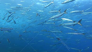 Scuba diving in Majora - Big school of barracudas