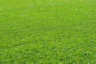 Grass Background