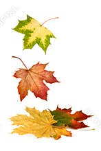 Colorful maple leaves falling down
