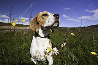A dog on a sunny day