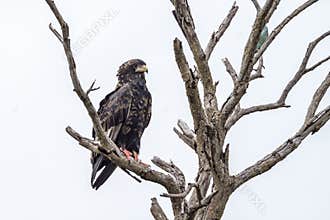 Bateleur Eagle in Kruger National park, South Africa