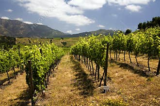 Vineyard - Wine Production - Chile