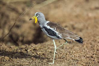 White headed Lapwing in Kruger National park, South Africa