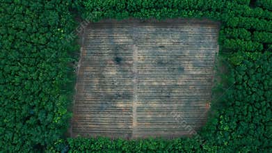 Deforestation - aerial view in tropical forest