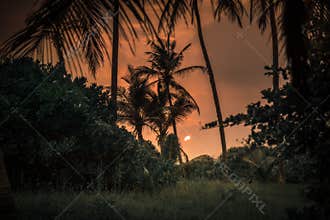Tropical sunset sun palm trees silhouette landscape background travel vacation lifestyle