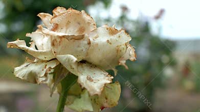 Closeup one rotten wilted garden white rose reeling in the wind. Dead flowers. 4k. 4k video