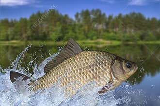 Fishing. Ð¡rucian carp fish jumping with splashing in water on nature background