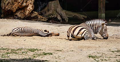 Hartmann`s Mountain Zebra, Equus zebra hartmannae. An endangered zebra