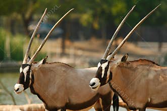 African Oryx