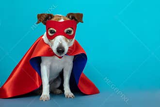 Dog jack russell super hero costume
