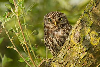 Little Owl in an apple tree