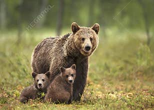 Female Eurasian brown bear and her cubs in boreal forest