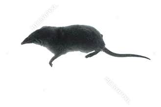 Mammal animal shrew rat