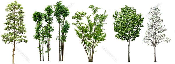 Collection Beautiful Trees Isolated on white background , Suitable for use in architectural design , Decoration work , Used with n
