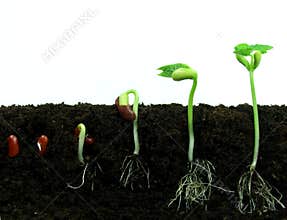 Germinating bean seeds