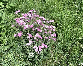 Russia, North Ossetia - Alania. Mamison gorge. Blooming of Linum hypericifolium