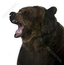 Grizzly bear, 10 years old, growling