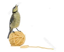 Young Blue Tit, Cyanistes caeruleus