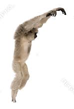 Young Pileated Gibbon, Hylobates Pileatus