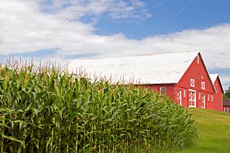 Cornfield and red barn