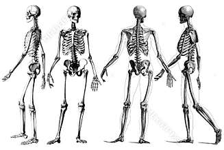 Human Skeleton