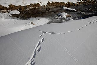 Traces of animals in snow. Deer, moose, wolf, fox, dog, cat paws footprints in the forest