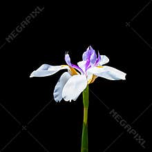 White and purple iris flower on black background