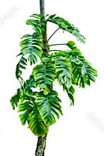 Jungle tree trunk with tropical foliage plants, climbing Monstera Monstera deliciosa and forest orchid green leaves growing in w
