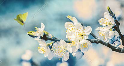 Beautiful blossoming cherry tree, flying butterfly on retro blue background in sunlight, shallow depth. Vintage toned. Greeting