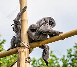 Silvery gibbon, Hylobates moloch in the zoo