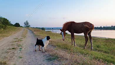 Animal communication concept as a young foal and a pup exchanging glances and expressions. Mammal body language as dog and horse i