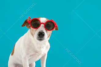 Dog in red sunglasses
