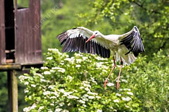 Flying European white stork, Ciconia ciconia in a german nature park