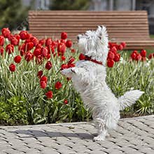 Sweet West Highland White Terrier - Westie, Westy Dog Play near tulip flowers