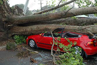 Car Crushed by Tree