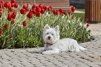 Sweet West Highland White Terrier - Westie, Westy Dog Play near tulip flowers
