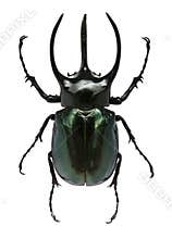 Big horned beetle