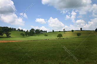 Green Pasture
