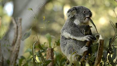 Cute Australian mother Koala with her joey.