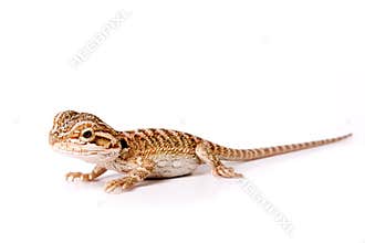 Baby Bearded Dragon