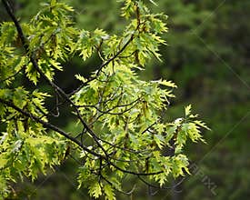 New Leaves on a Spring Oak Tree