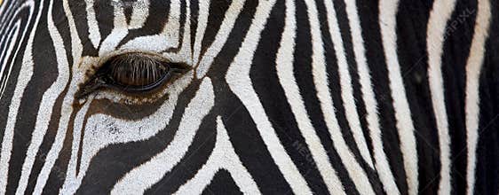 Zebra patterns