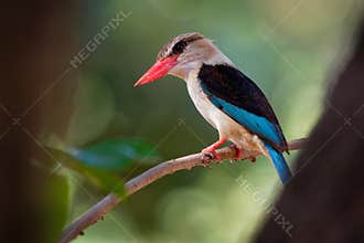 Brown-hooded Kingfisher - Halcyon albiventris red billed bird with brown and blue wings from Sub-Saharan Africa, living in