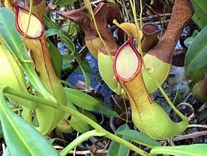 Pitcher Plant Nepenthes truncata Macfarl. or Gestutzte Kannenpflanze - St. Gallen, Switzerland