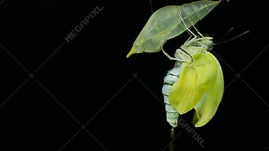 Cocoon changing to butterfly