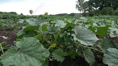 Vertical panoramic moving above field with blossoming vegetables gourds, cucumber or pumpkin with dew drops in a summer